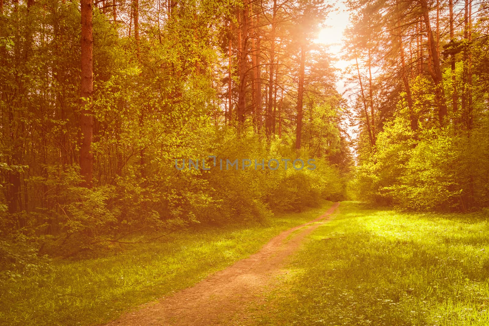 Spring pine forest in sunny weather with bushes with young green leaves glowing in the rays of the sun and a path that goes into the distance. Sunset or sunrise among the trees.