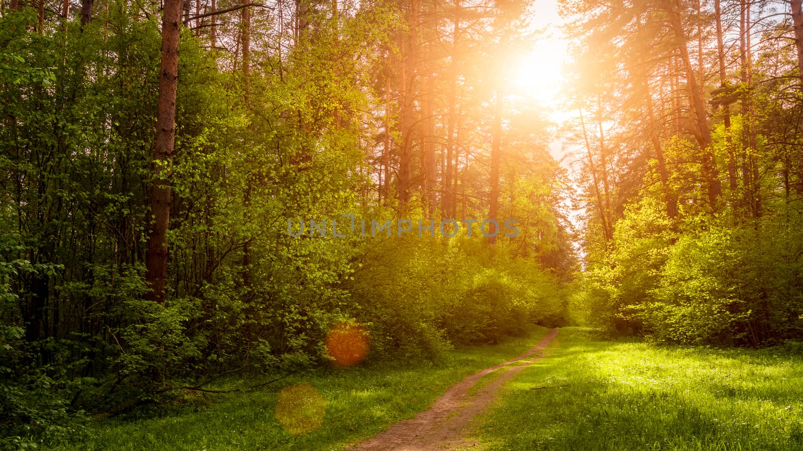 Spring pine forest in sunny weather with bushes with young green leaves glowing in the rays of the sun and a path that goes into the distance. Sunset or sunrise among the trees.