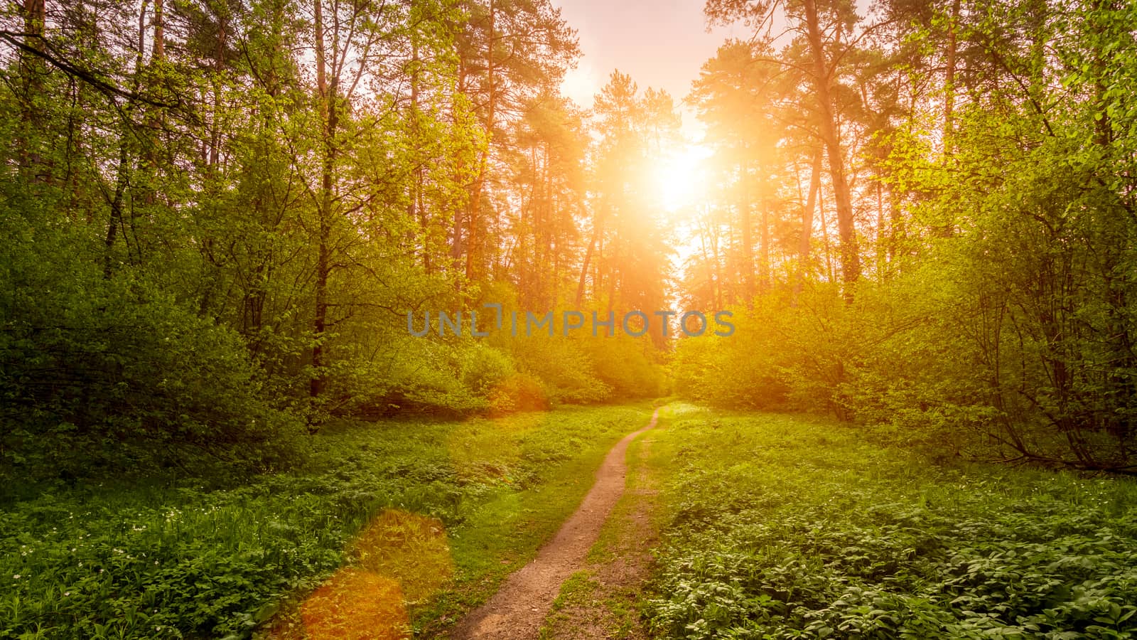 Spring pine forest in sunny weather with bushes with young green leaves glowing in the rays of the sun and a path that goes into the distance. Sunset or sunrise among the trees.