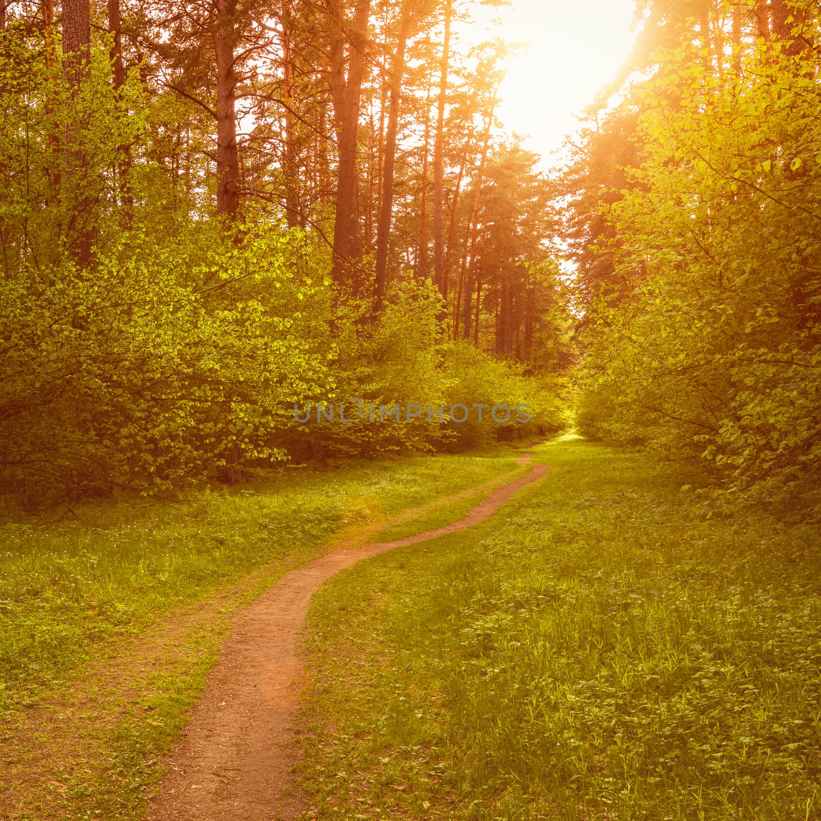 Spring pine forest in sunny weather with bushes with young green leaves glowing in the rays of the sun and a path that goes into the distance. Sunset or sunrise among the trees.