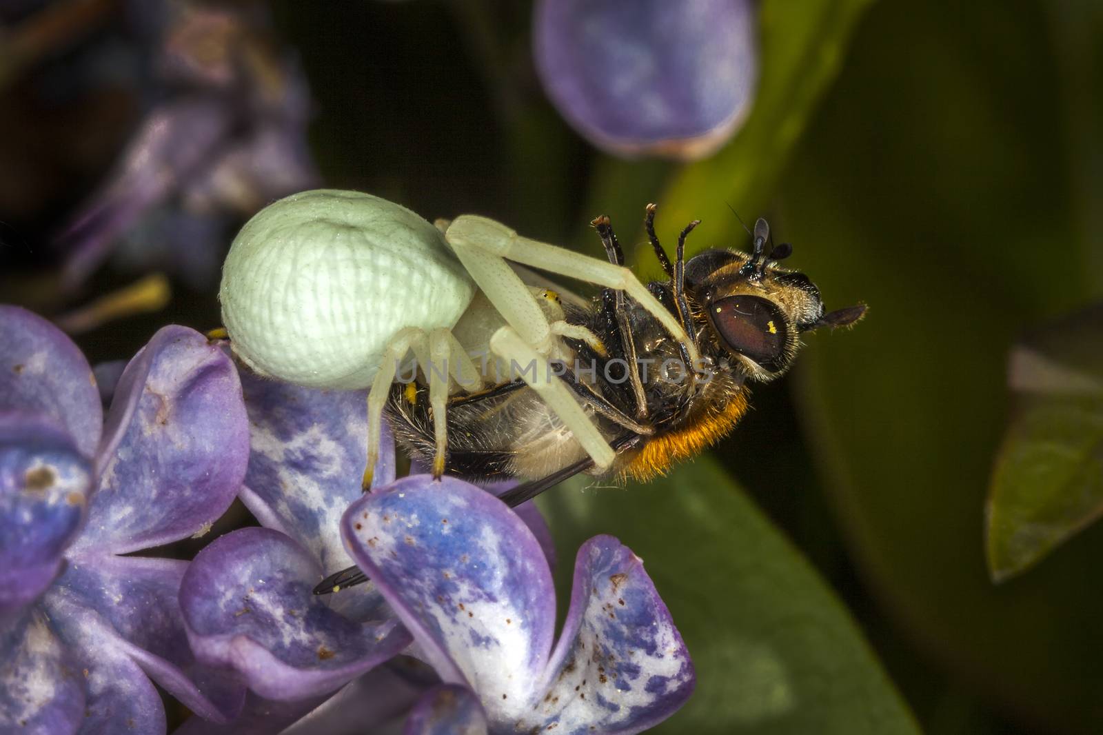 White crab spider with a bee which it has caught