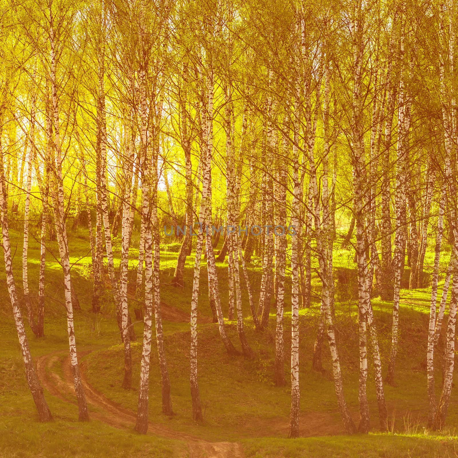 Sunset or dawn in a spring birch forest with bright young foliage glowing in the rays of the sun and shadows from trees.