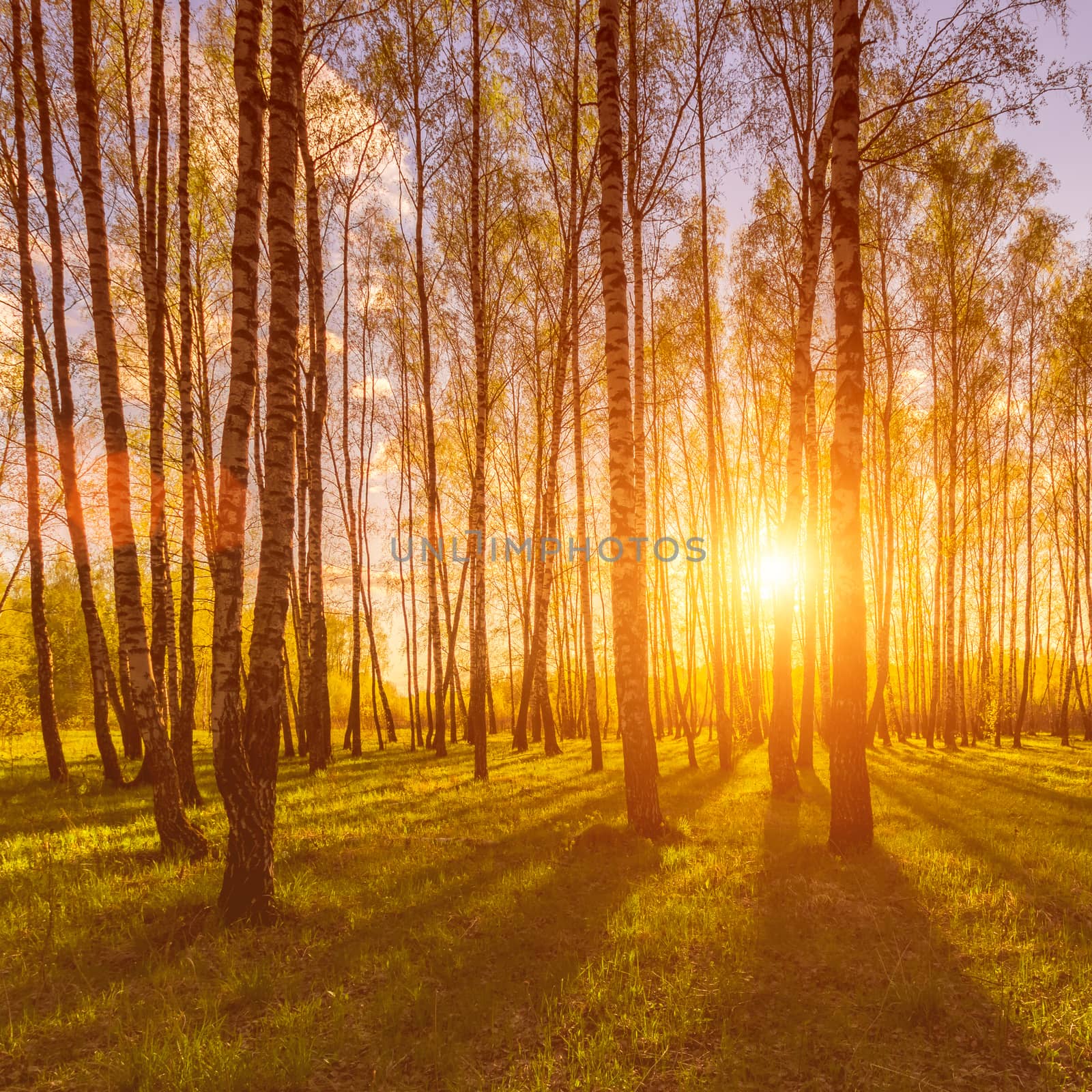 Sunset or dawn in a spring birch forest with bright young foliage glowing in the rays of the sun and shadows from trees.