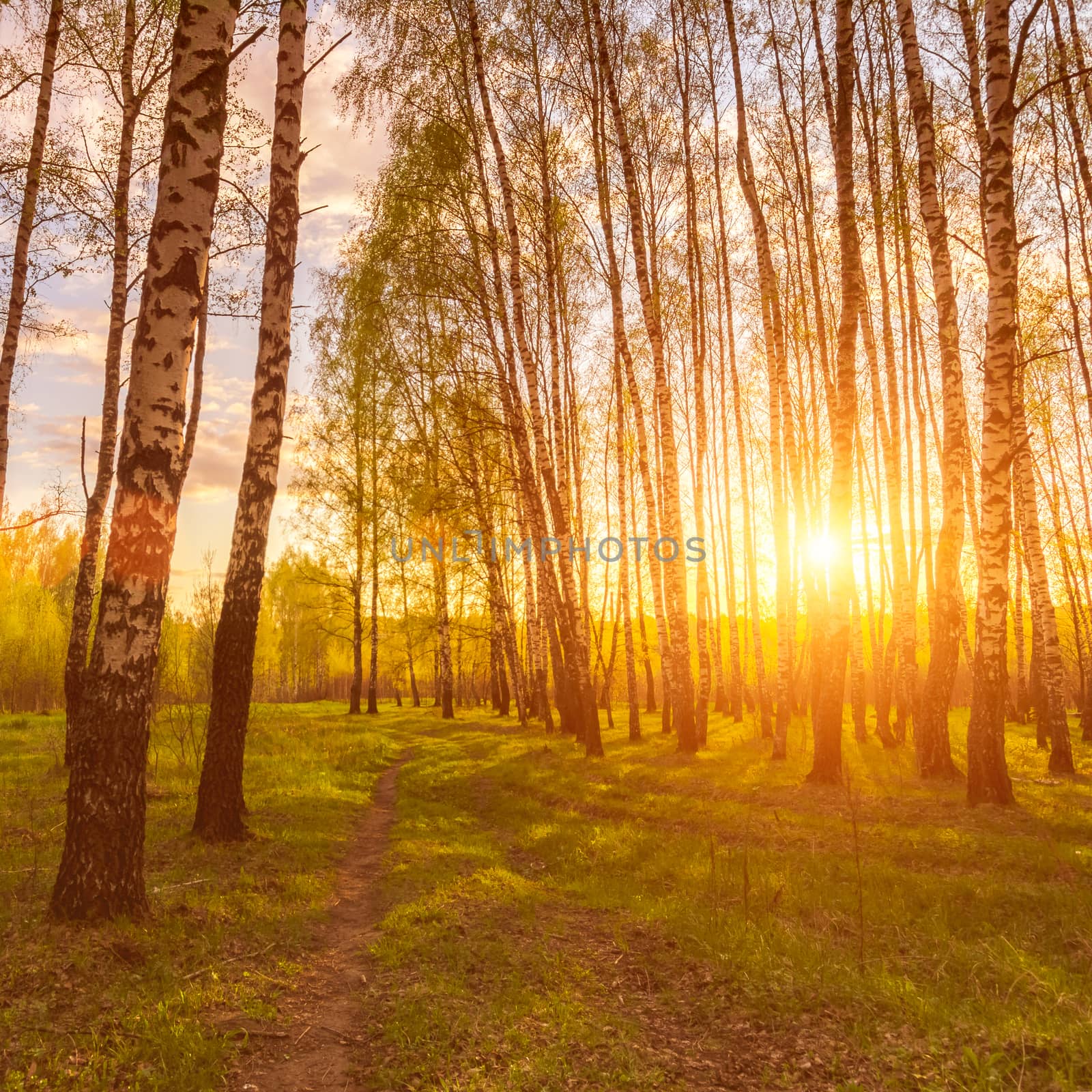 Sunset or dawn in a spring birch forest with bright young foliage glowing in the rays of the sun, shadows from trees and a path.