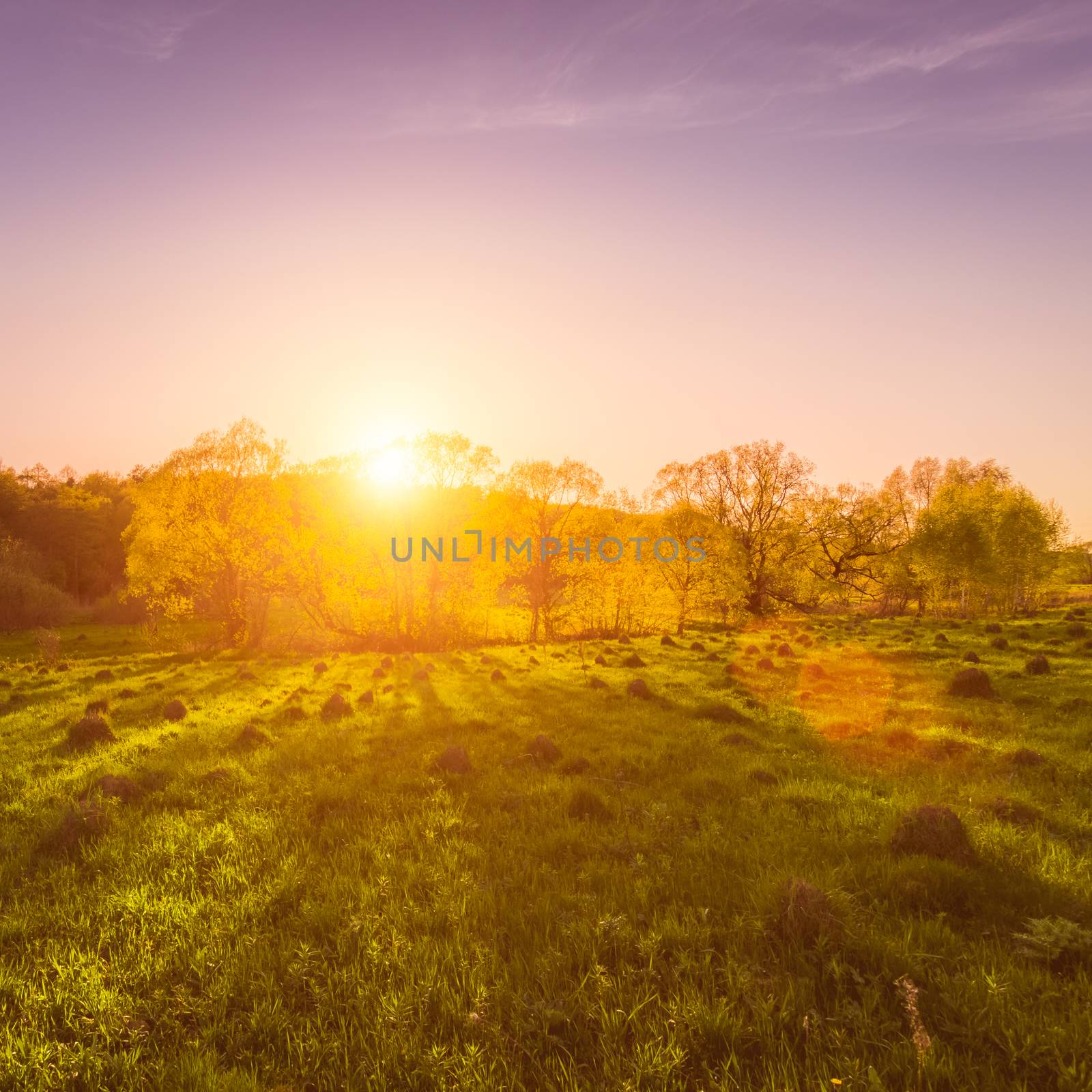 Sunset or dawn in a spring field with green grass, a path with tire marks, willows and a clear sky. The sun leaving deep shadows.