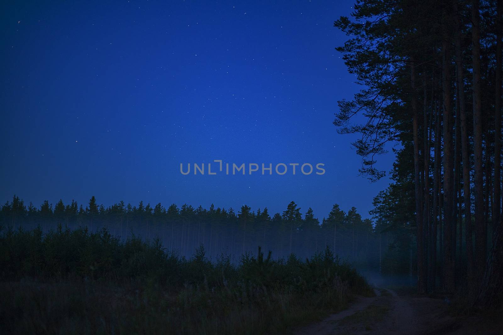 Night view of pine forest with fog