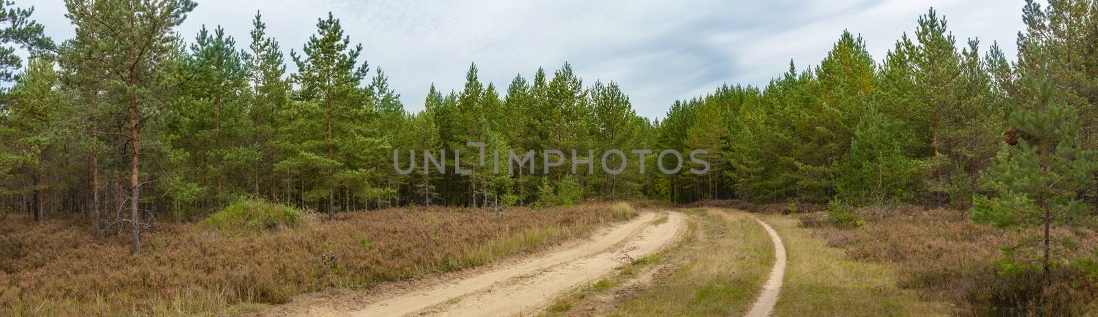 Panorama of sandy road in the summer pine forest