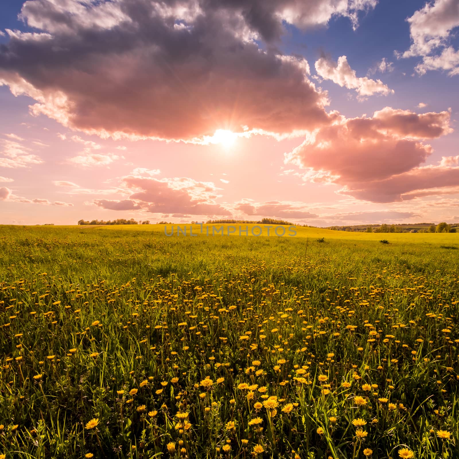 Sunrise or sunset on a field covered with young green grass and yellow flowering dandelions, a hill in the background and a cloudy sky with sunbeams cutting through the clouds.