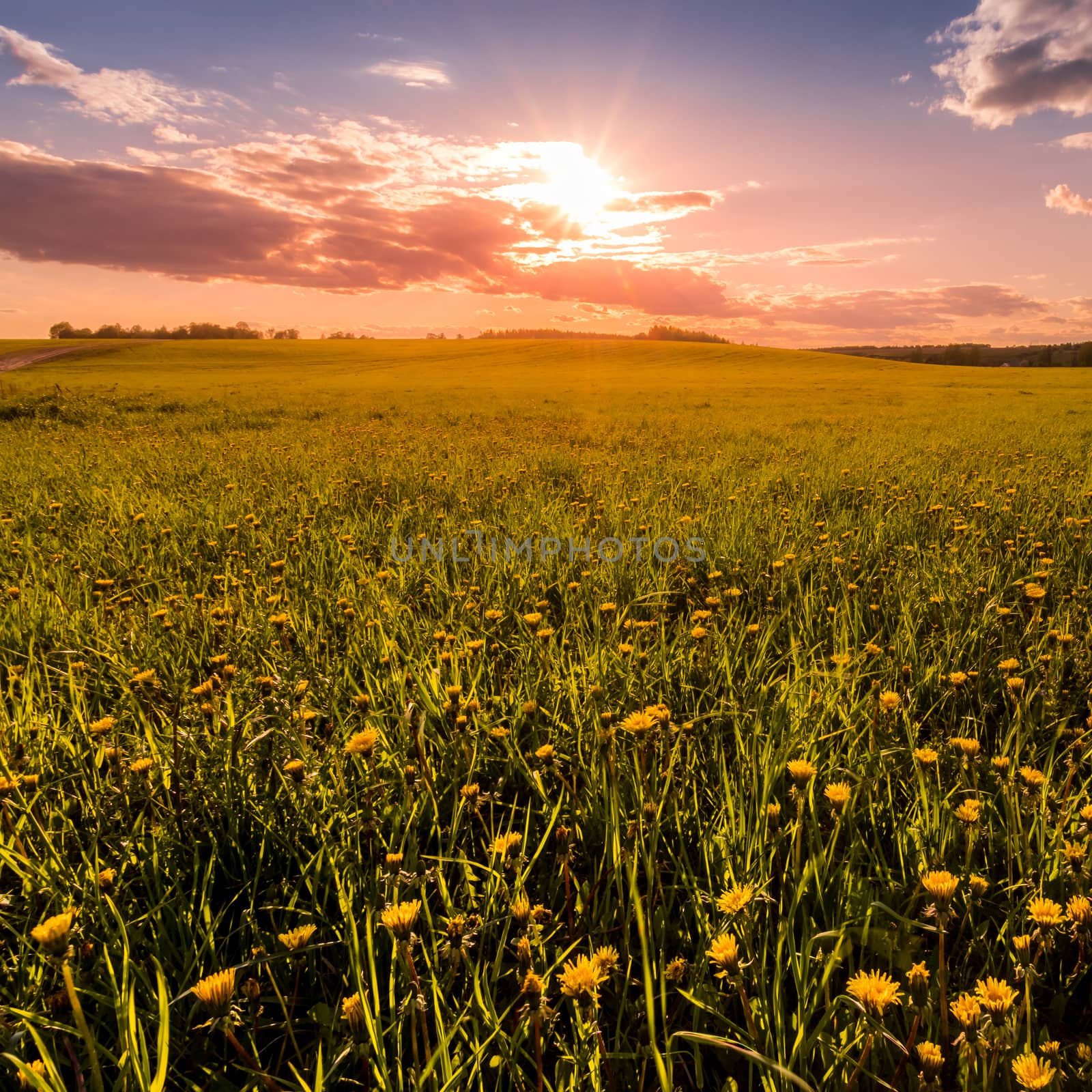 Sunrise or sunset on a field covered with young green grass and yellow flowering dandelions, a hill in the background and a cloudy sky with sunbeams cutting through the clouds.