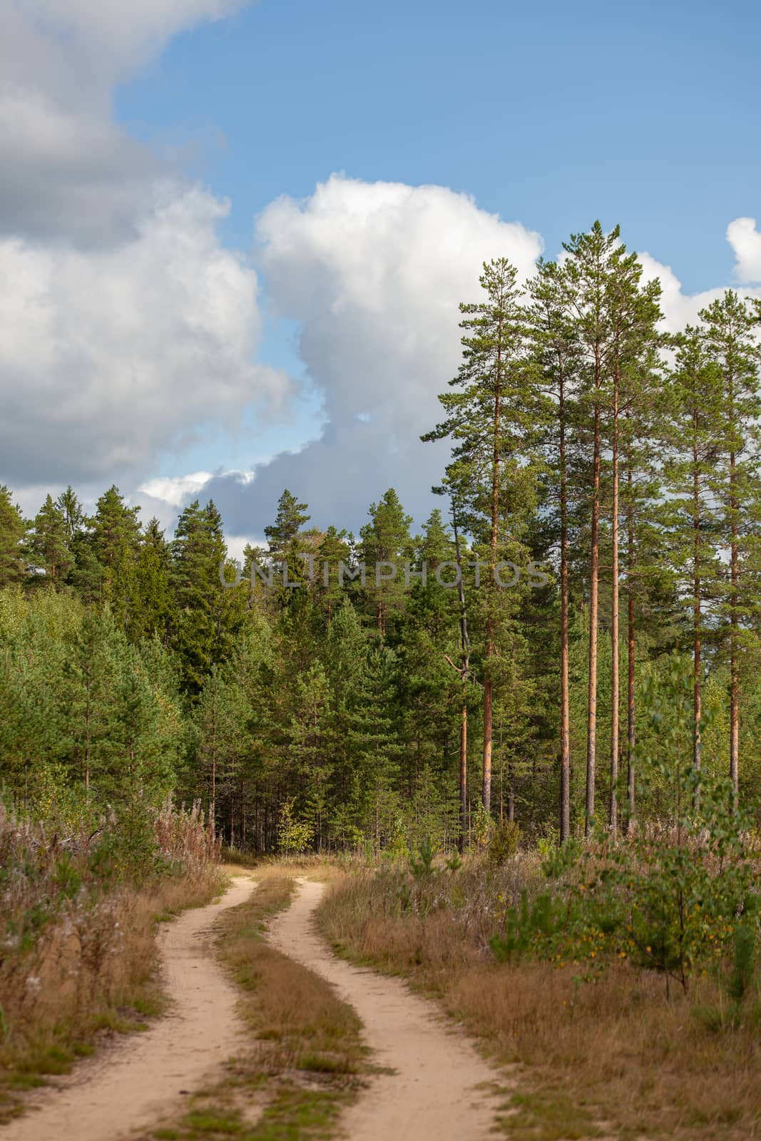 Pine forest and a sandy road in summer