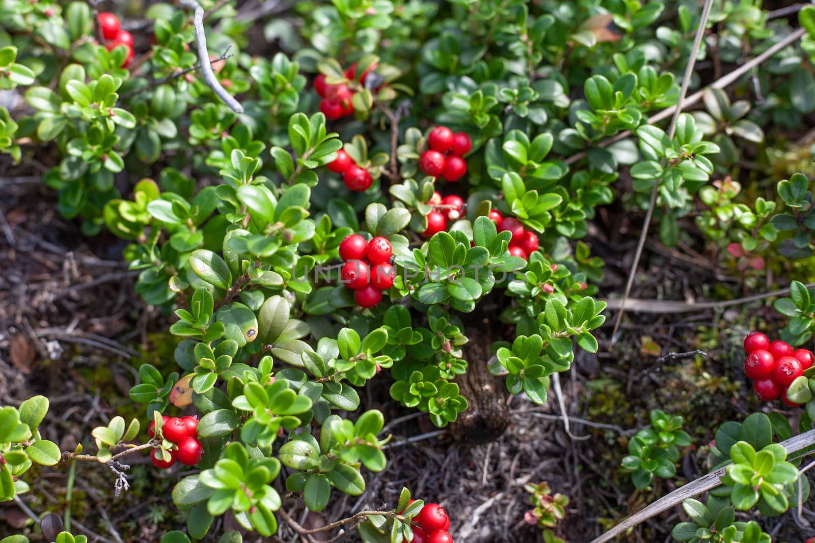 Cowberry bushes in the glade of forest with berries