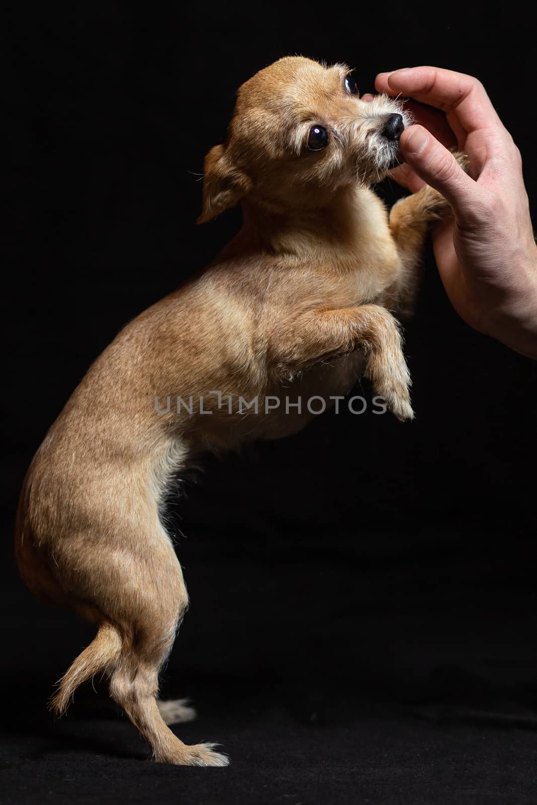 dog and owner friendship little pet white background by timwit