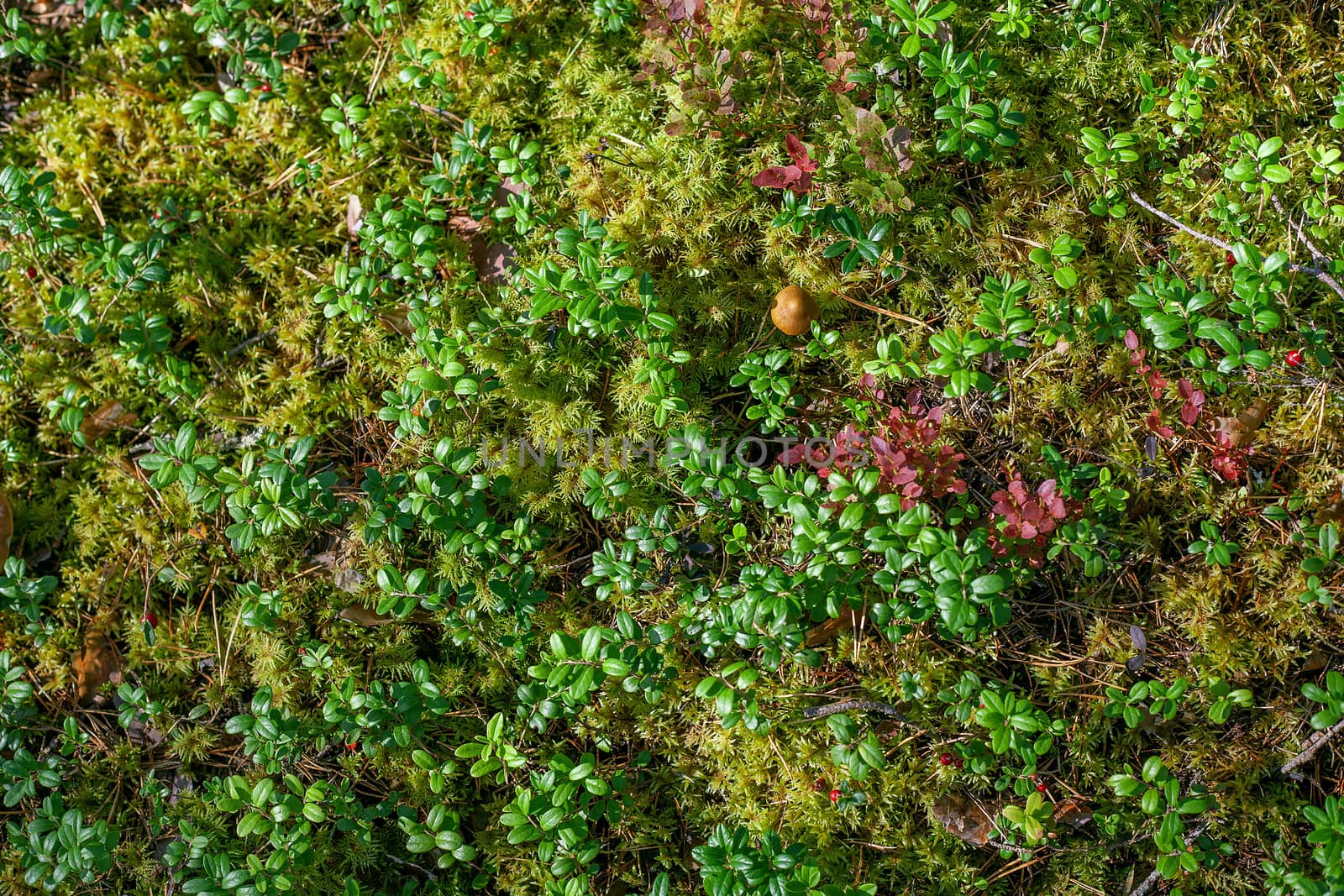 Cowberry bushes in the glade of forest with moss