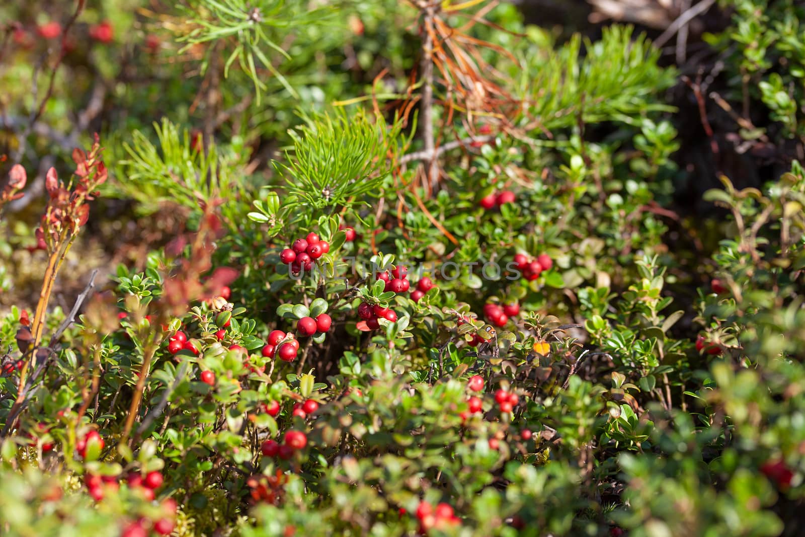 Cowberry bushes in the glade of forest with berries