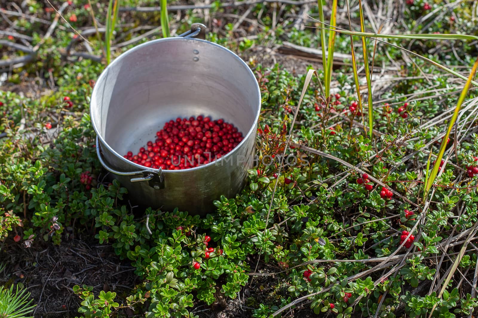 Metal cauldron with cowberry in the cowberry bushes