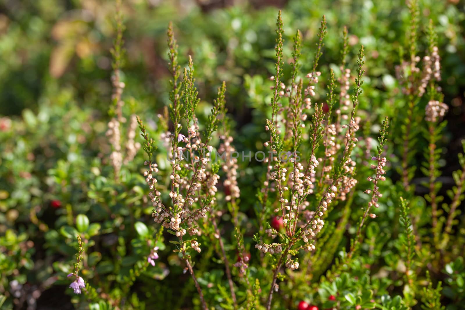 Heather bushes in the glade of cowberry