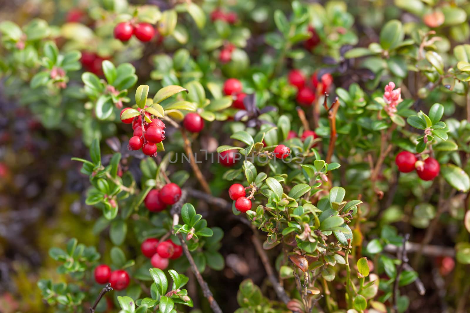 Cowberry bushes in the glade of forest with berries