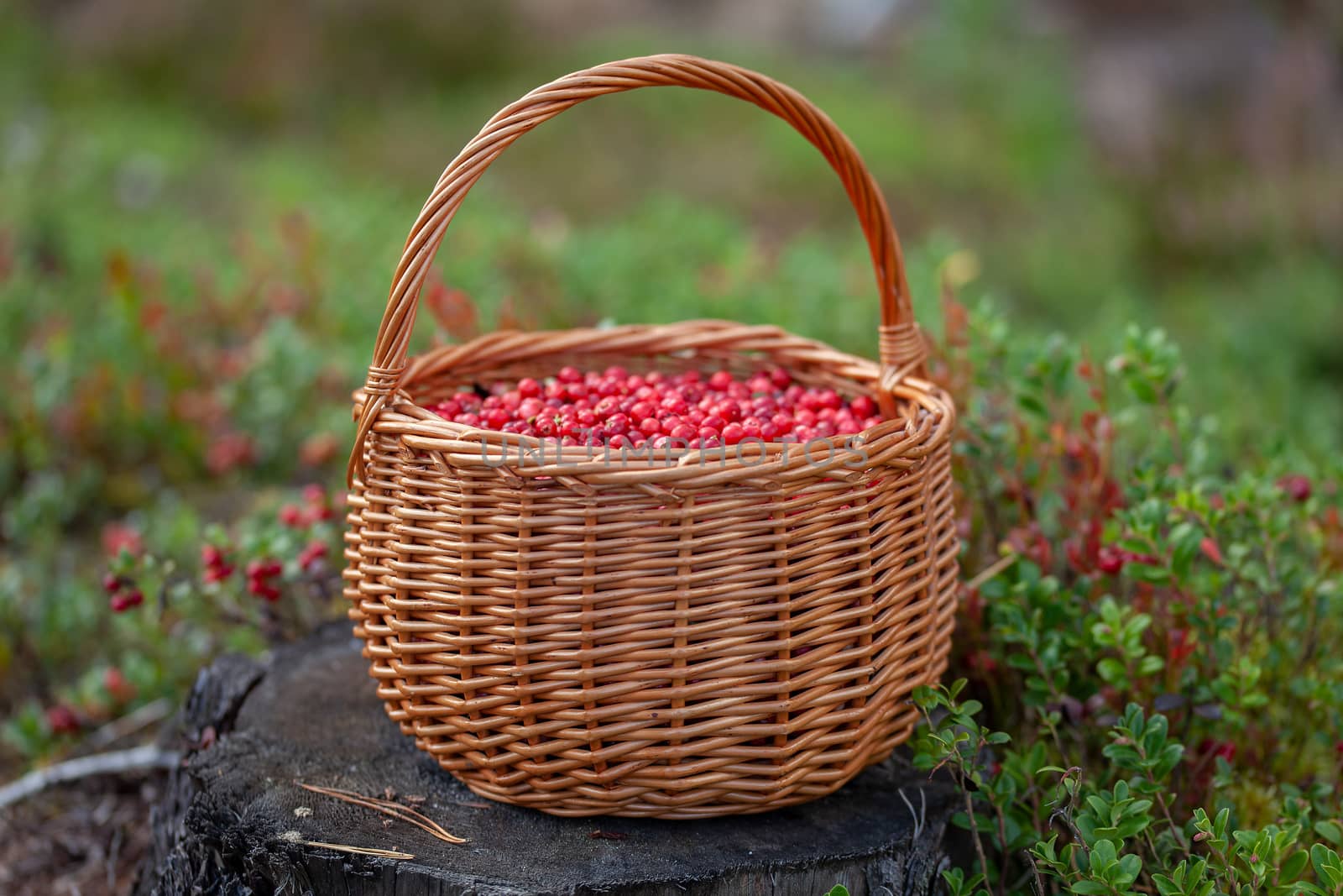 Basket of cranberries on the stump in the forest glade