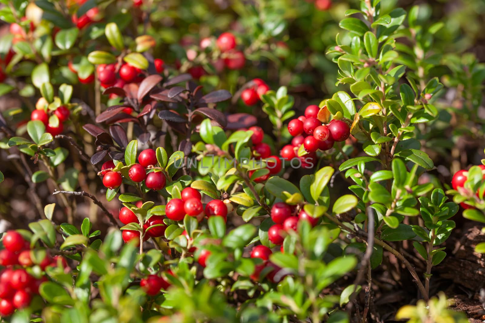 Cowberry bushes in the glade of forest with berries