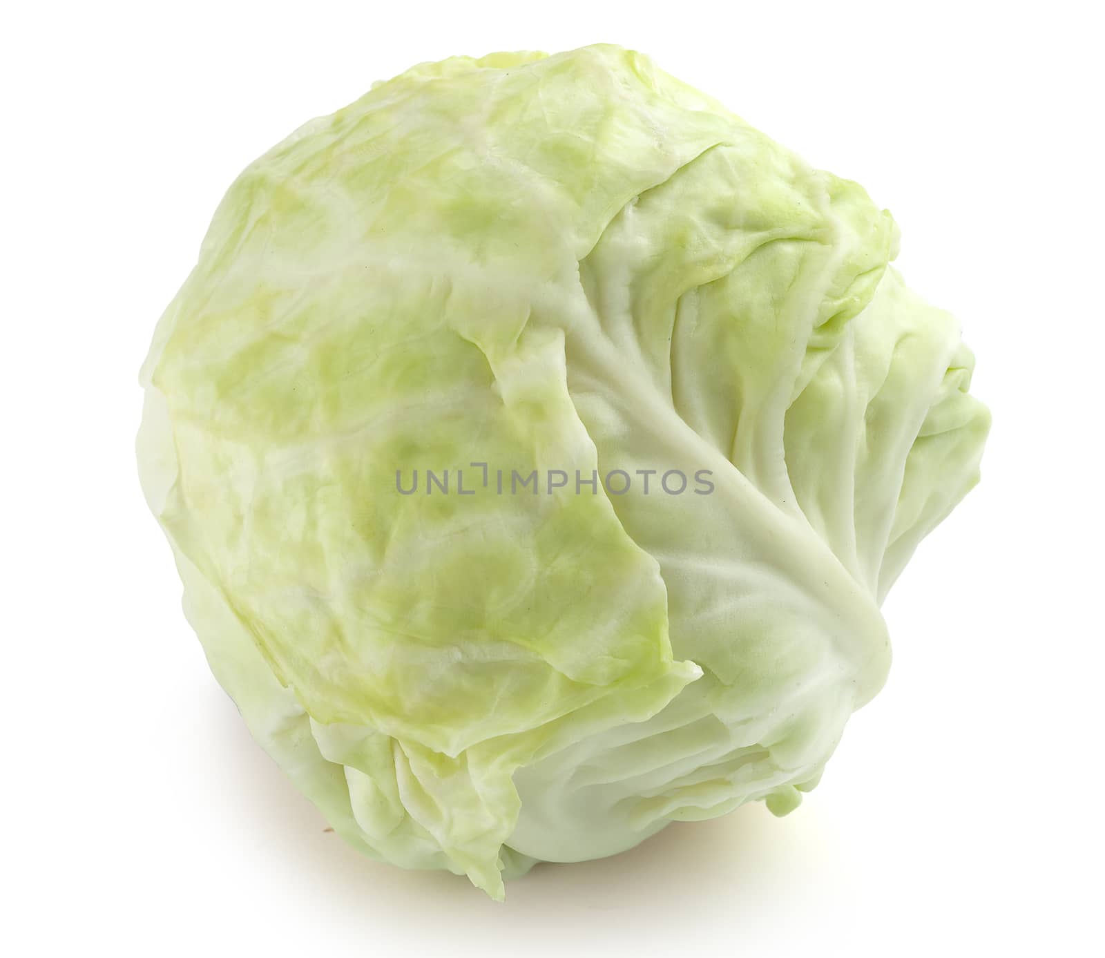 Isolated head of cabbage on the white background