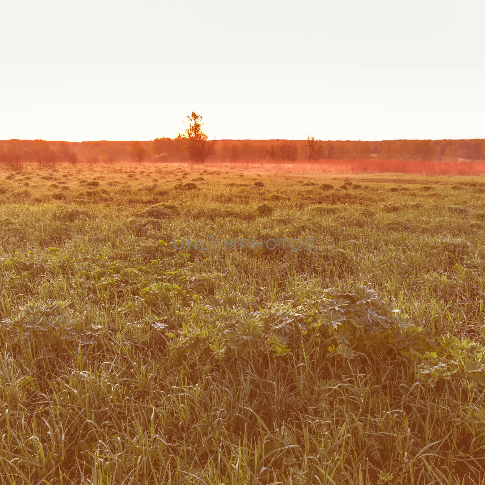 Dawn or sunset in a spring field with green grass, lupine sprouts, fog on the horizon and clear bright sky.