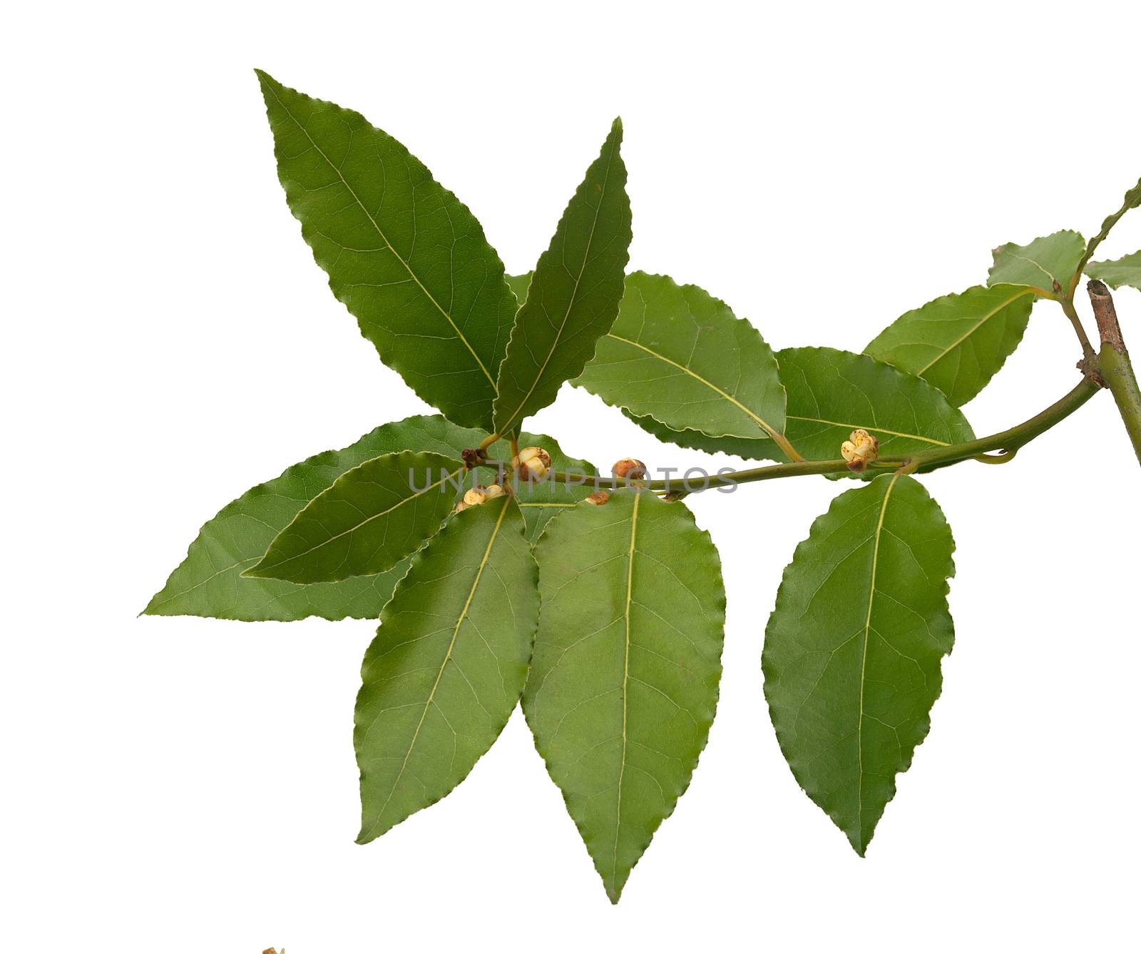 Isolated blooming branch of bay leaf on the white