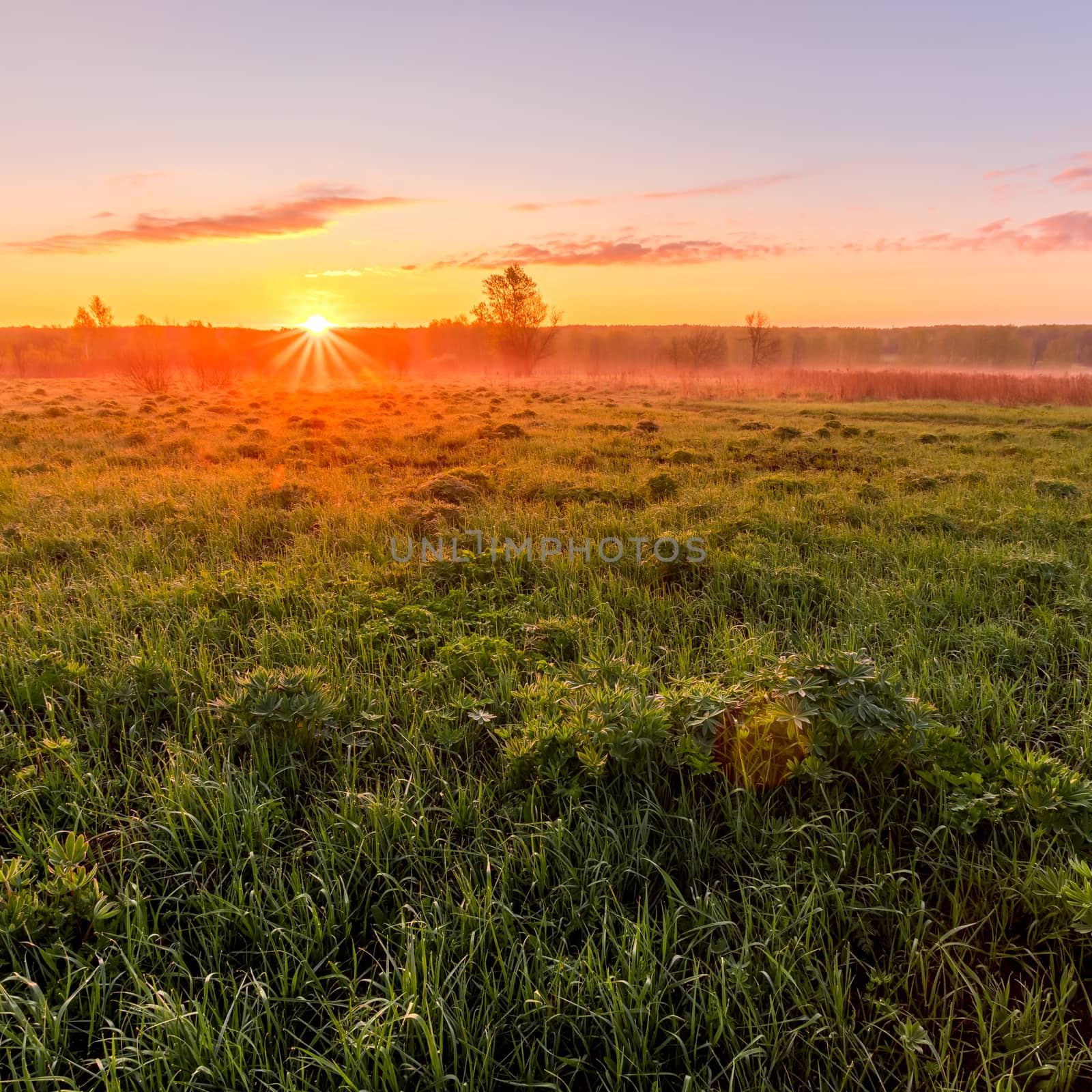 Dawn or sunset in a spring field with green grass, lupine sprouts, fog on the horizon and clear bright sky.
