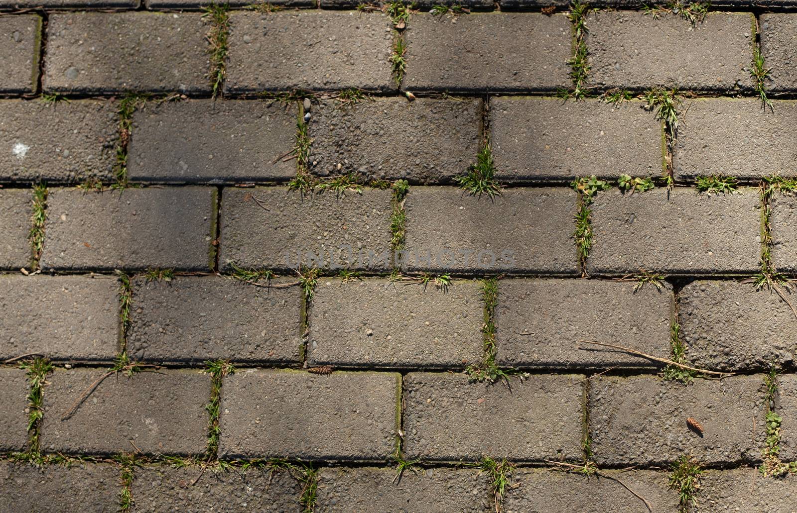 Paving slab texture with green grass