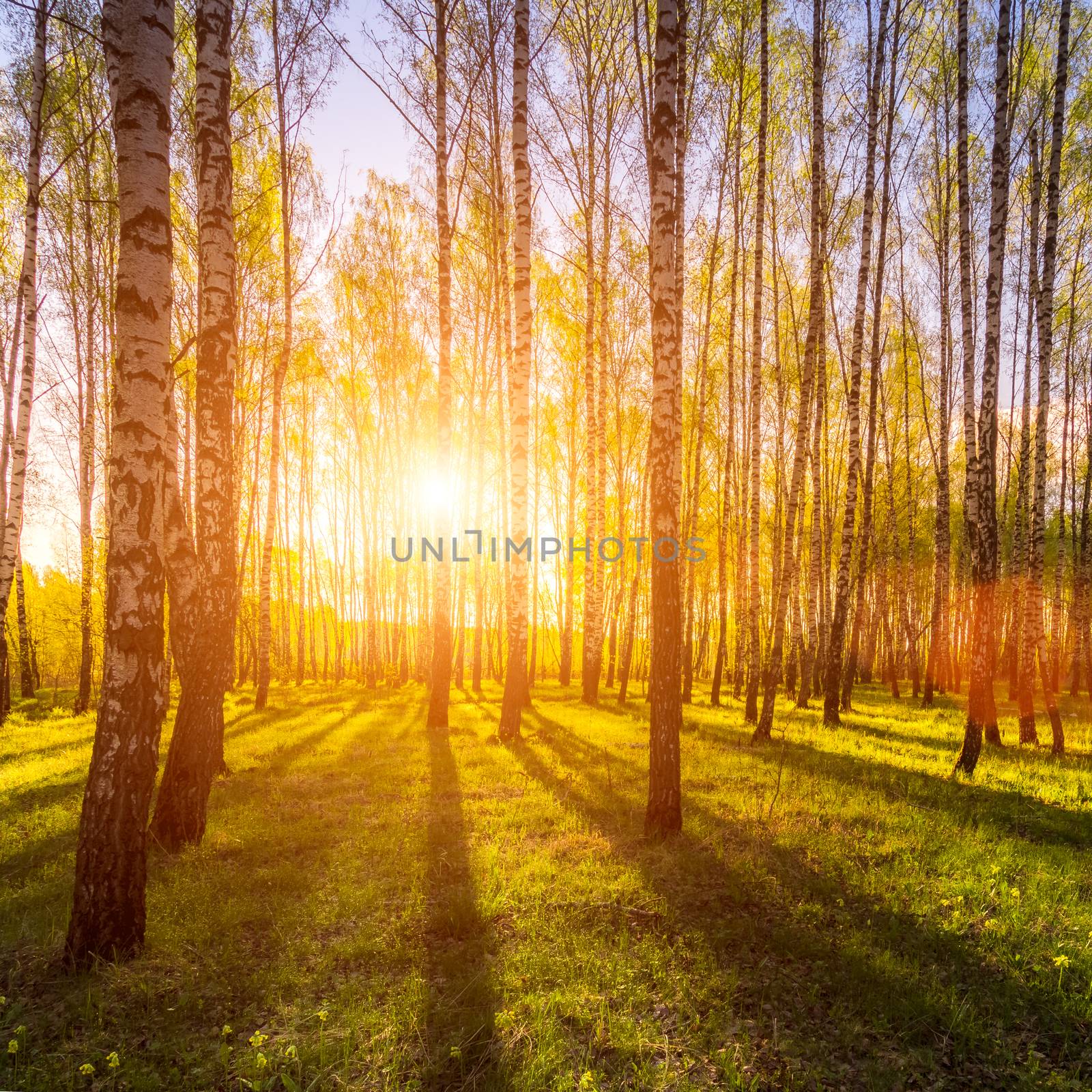 Sunrise or sunset in a spring birch forest with rays of sun shining through tree trunks by shadows and young green grass. Misty morning landscape.