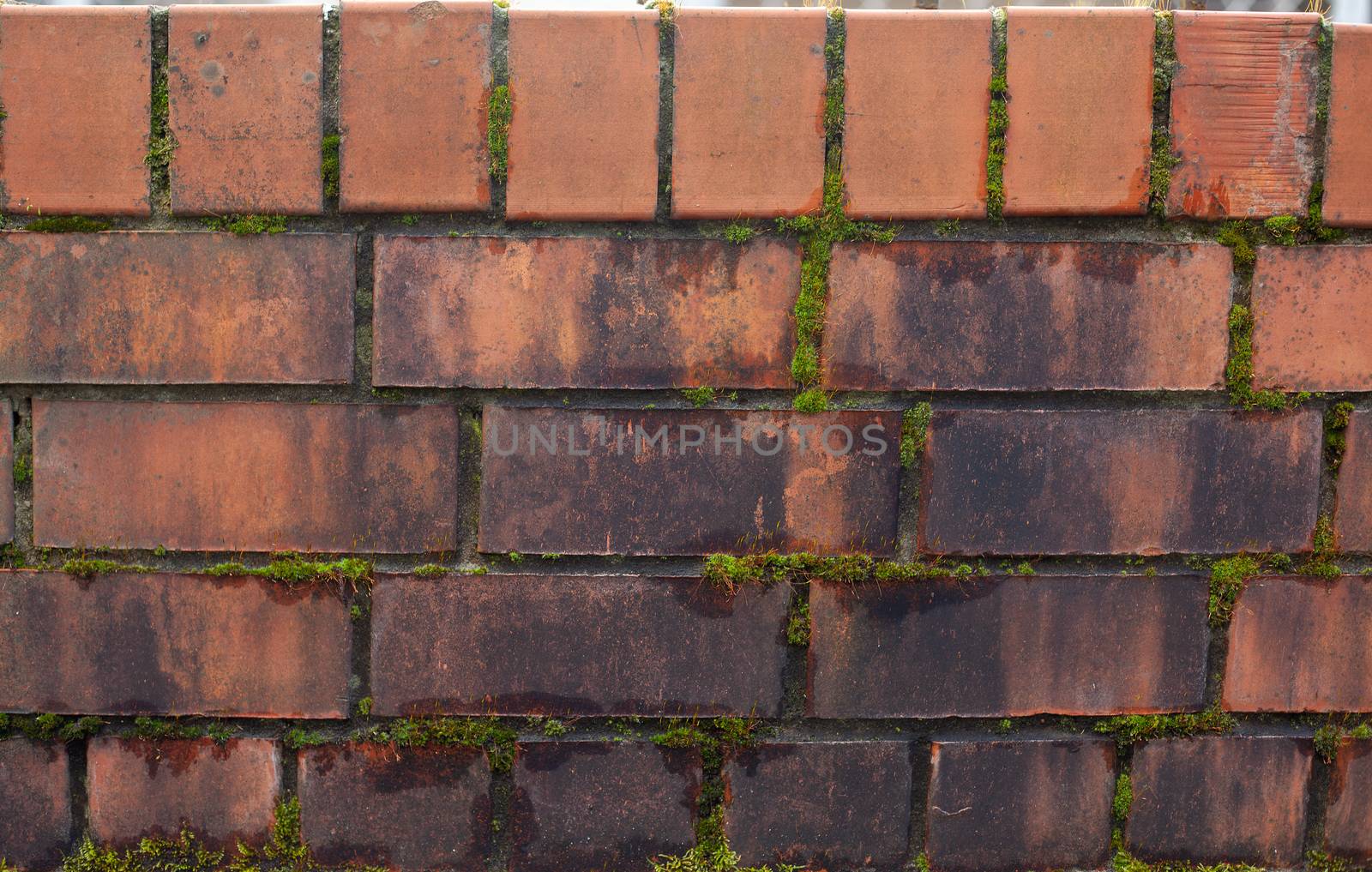 Fragment of moldy brick wall with moss in the seams