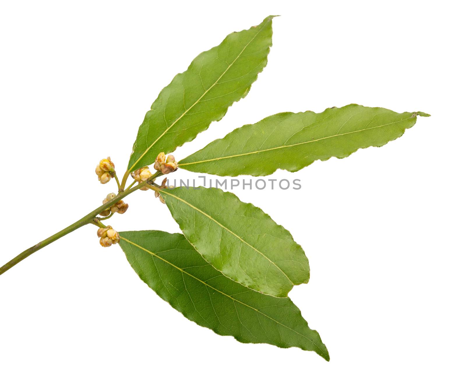 Isolated blooming branch of bay leaf on the white