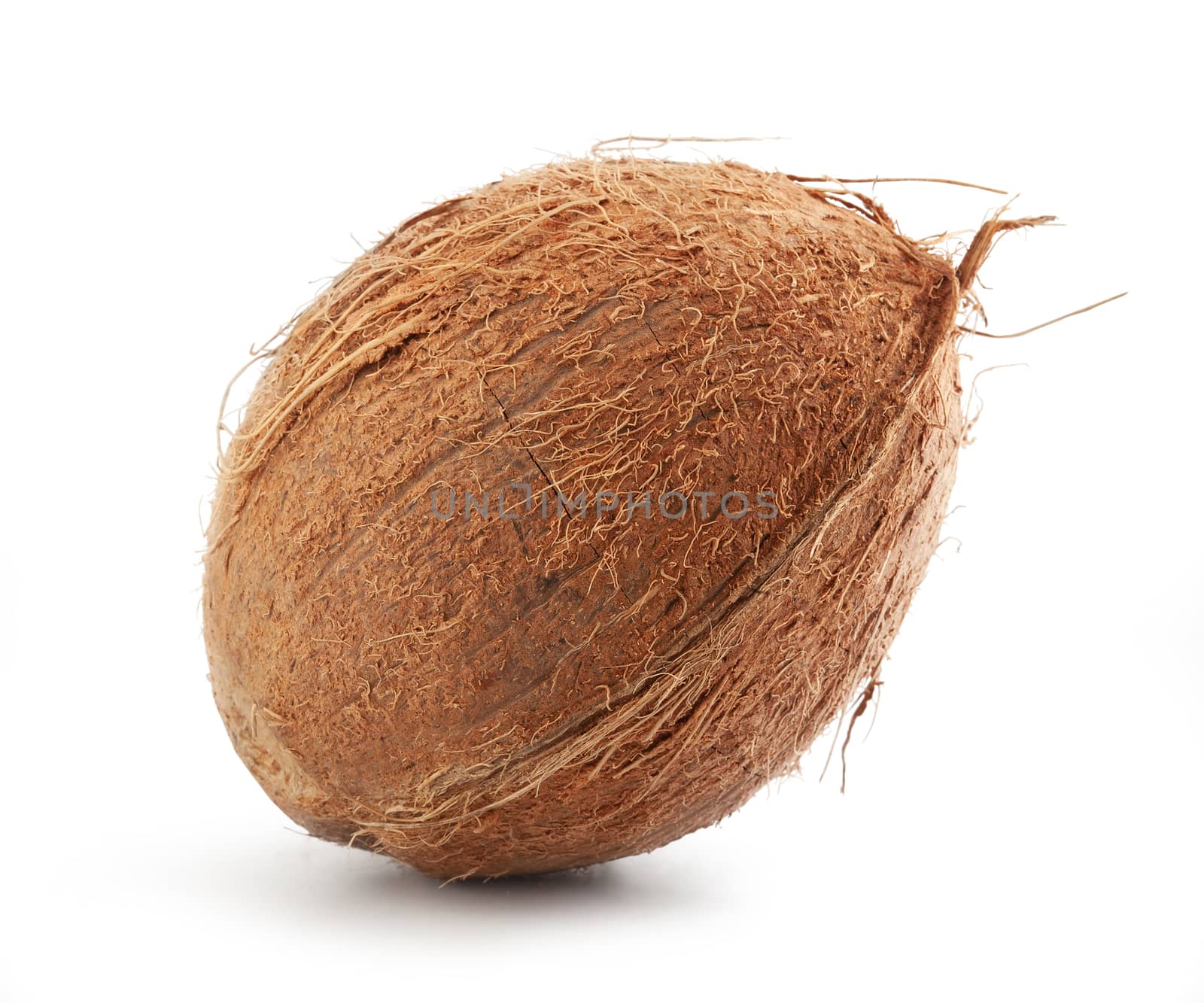 Isolated coconut by Angorius