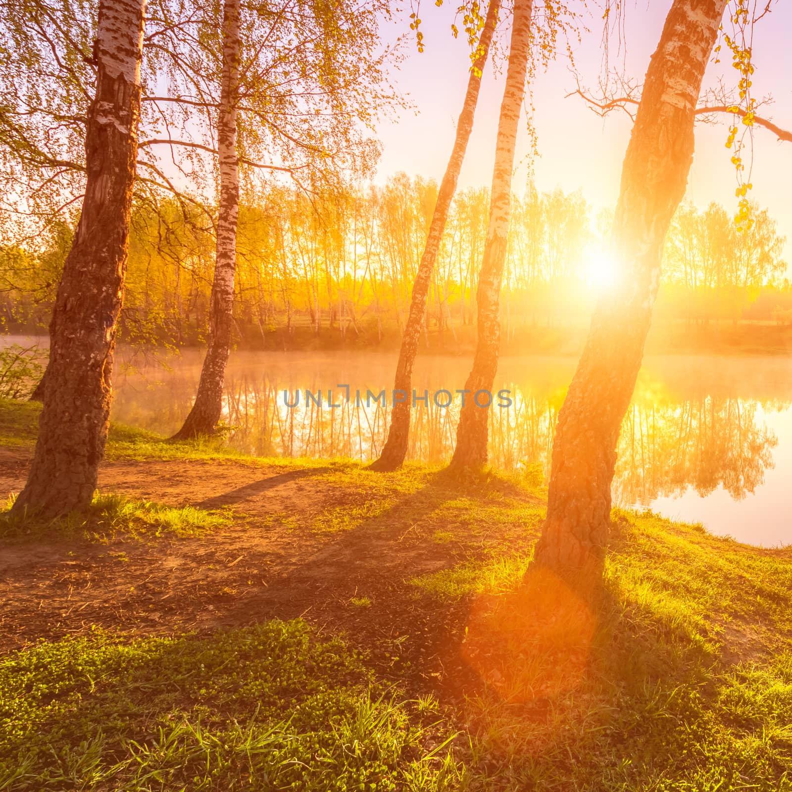 Sunrise or sunset among birches with young leaves near a pond, reflected in the water covered with fog. The sun shining through the branches of trees.