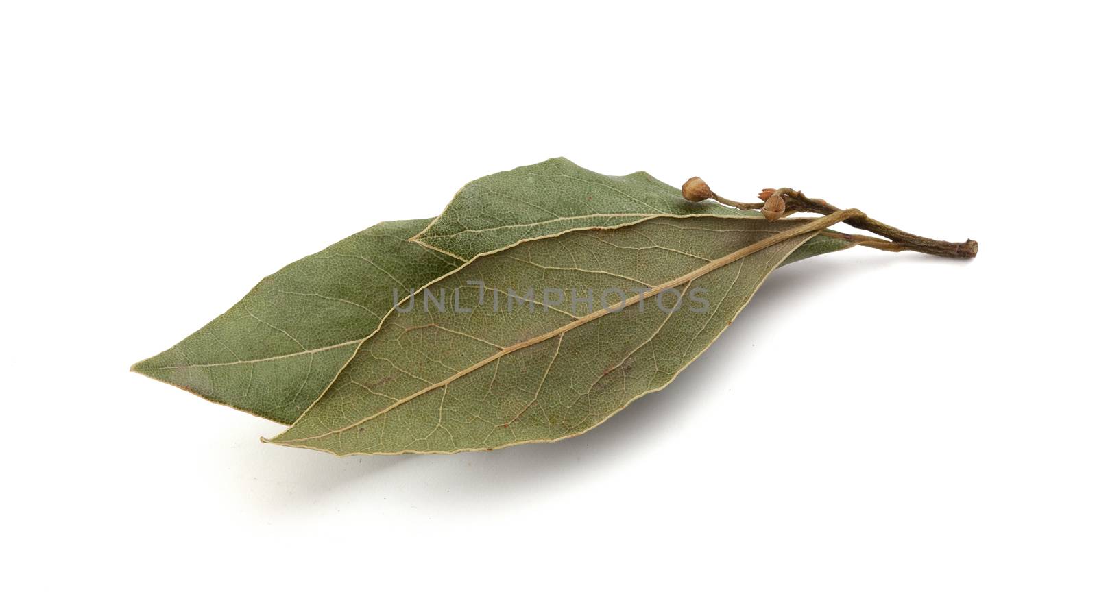 Isolated dried branch of bay leaf on the white background