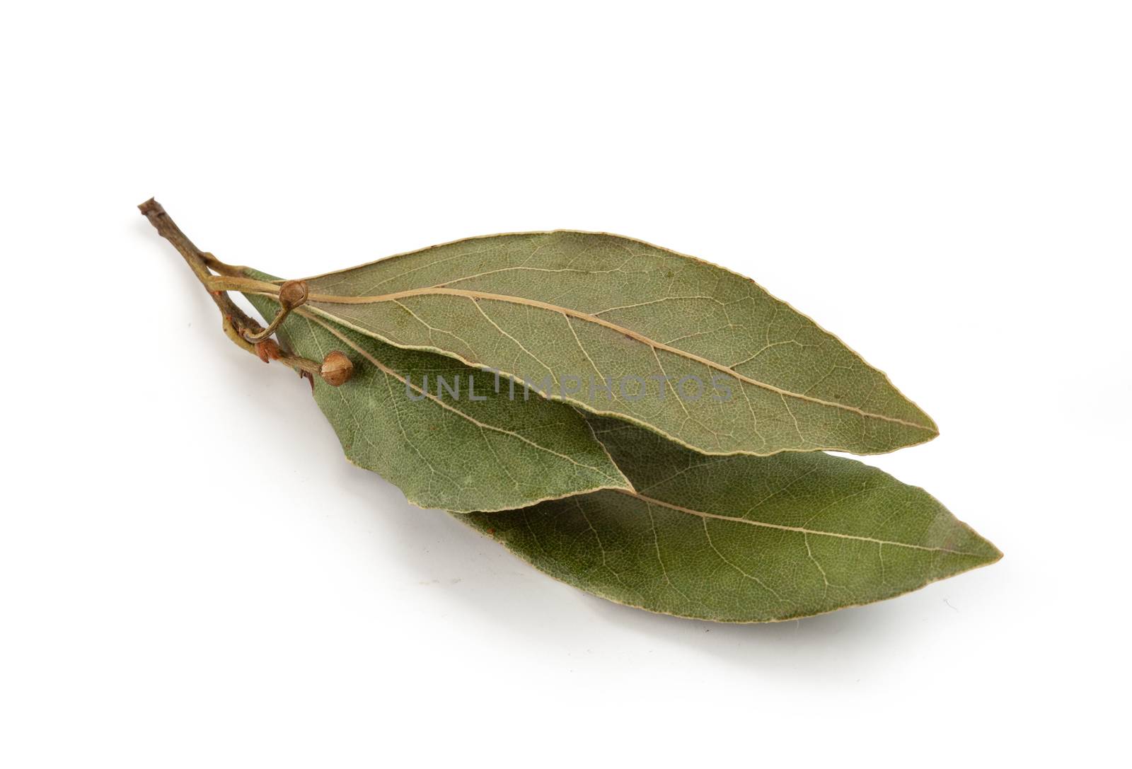 Dried branch of bay leaf on the white background