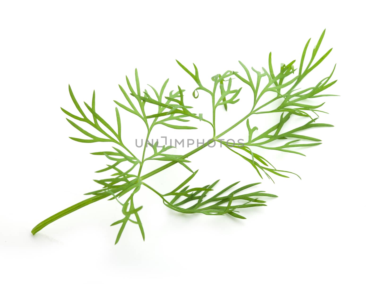 Isolated fresh green branch of dill on the white background