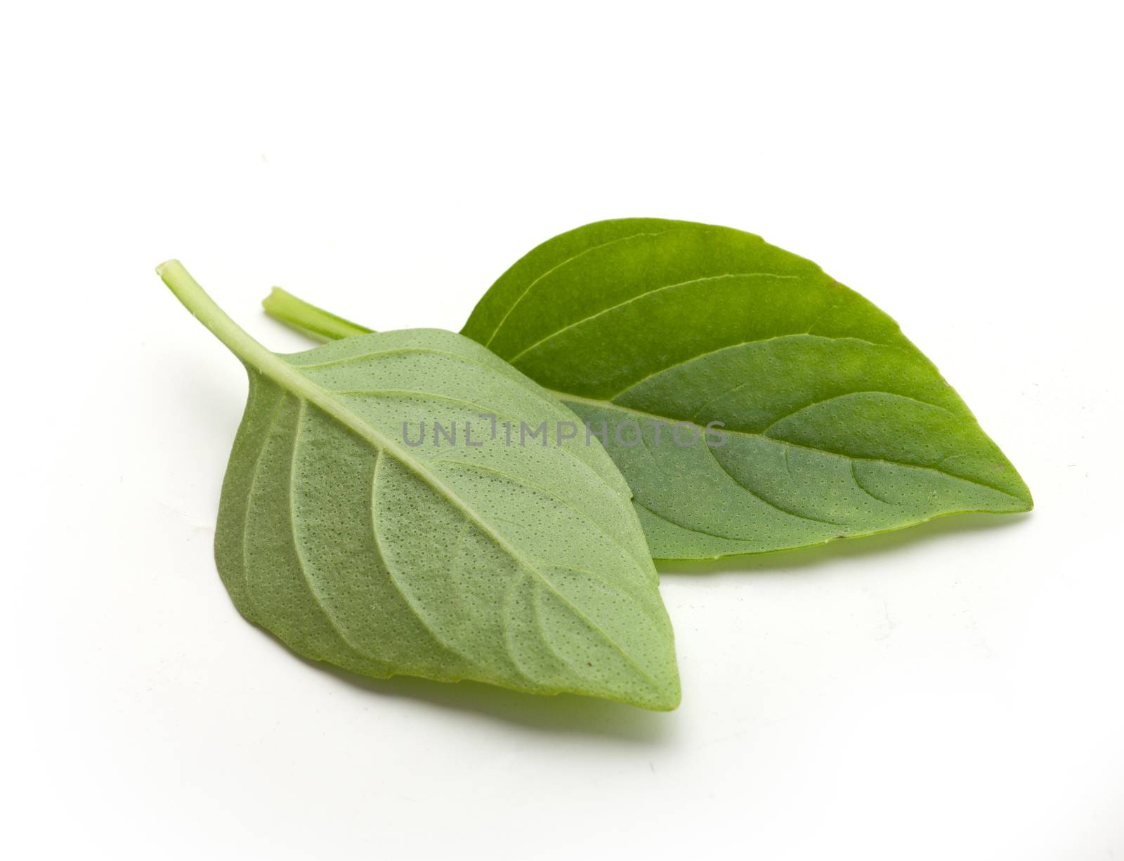 Two fresh green leaves of basil on the white background