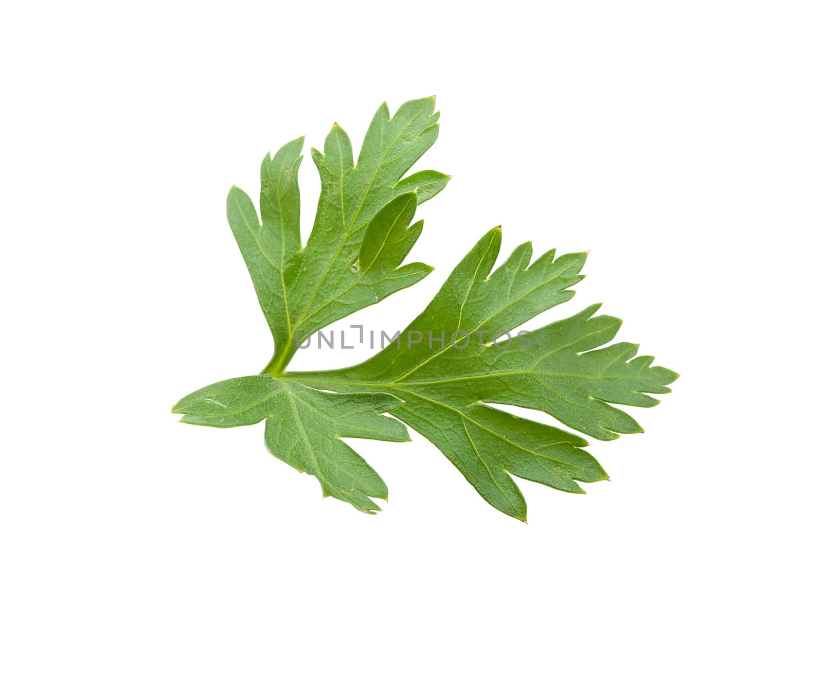 Isolated fresh green leaf of parsley on the white background