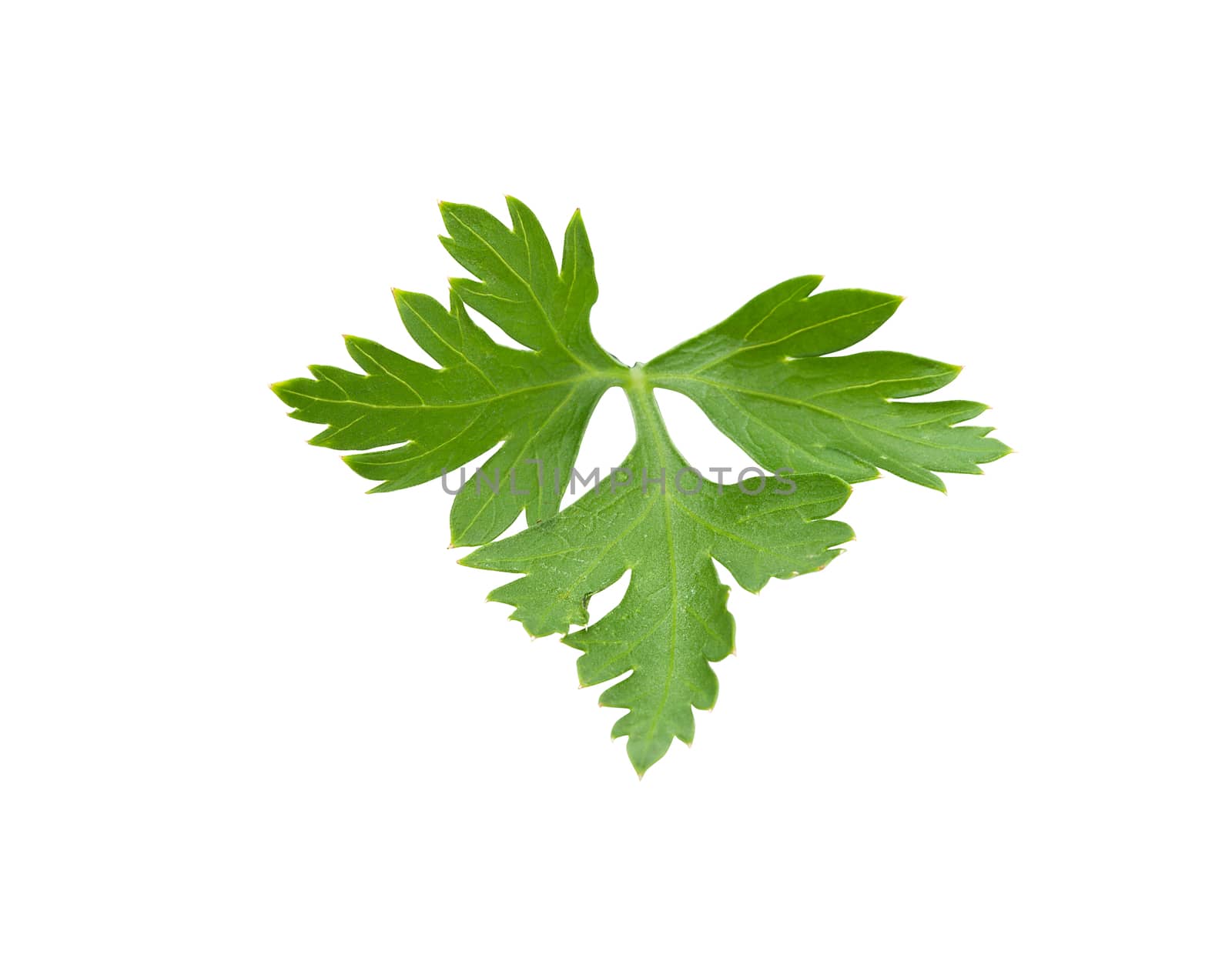 Isolated fresh green leaf of parsley on the white background