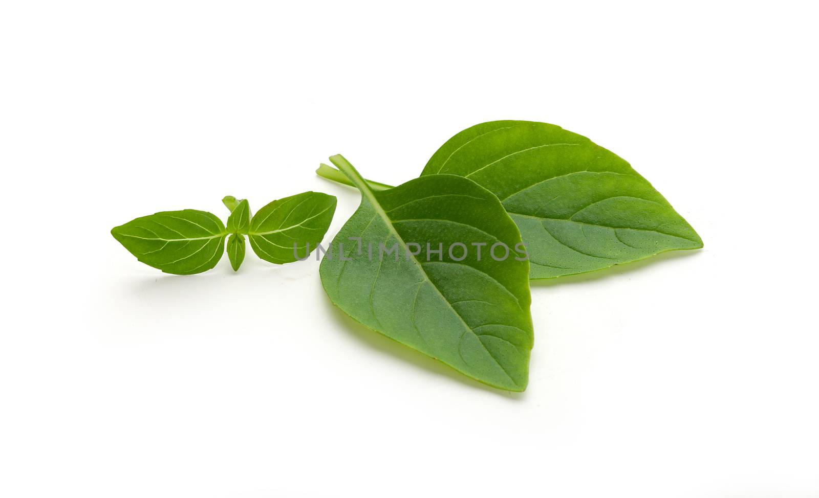 Some isolated green leaves of basil on the white background