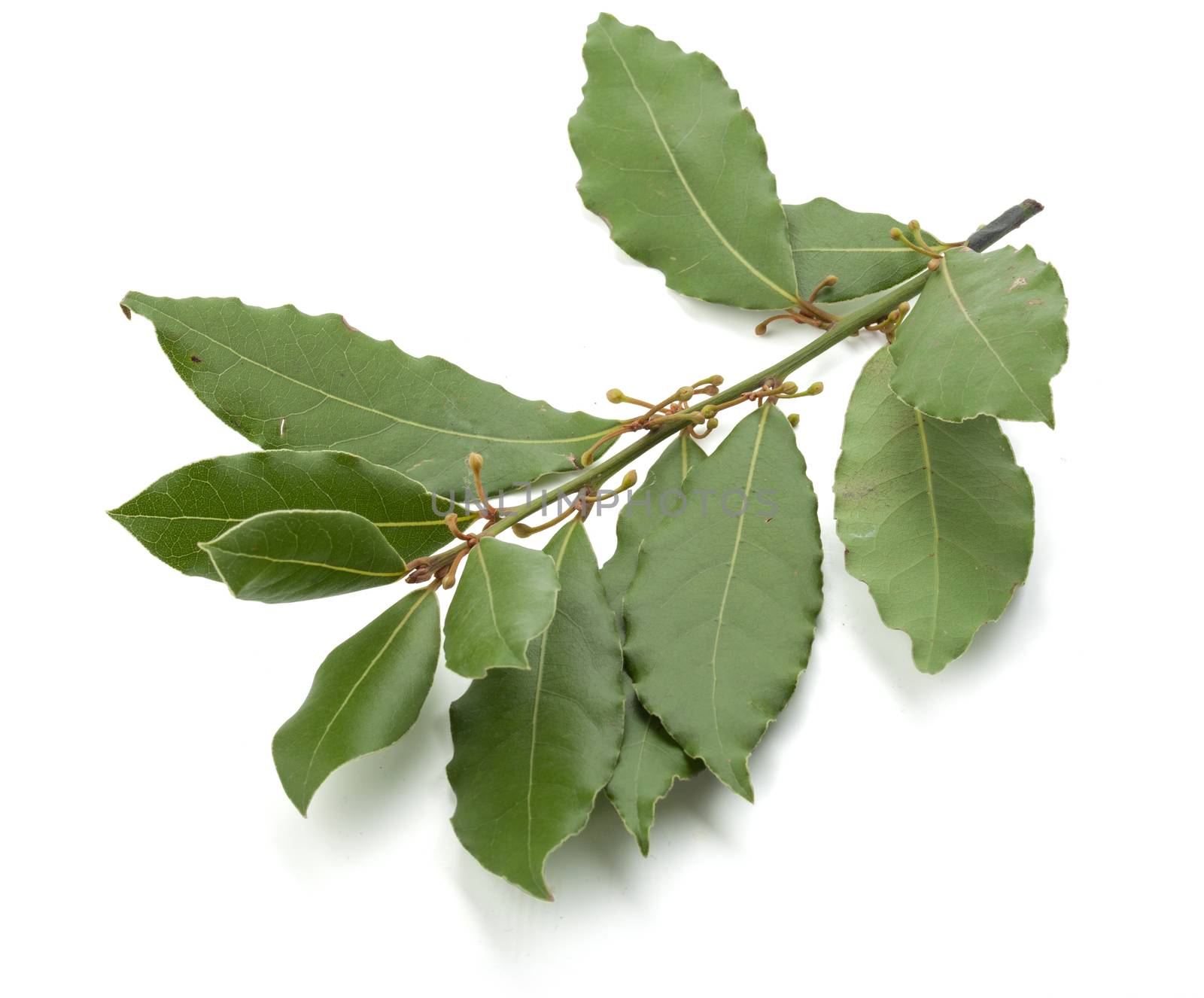 Isolated branch of green bay leaf on the white background