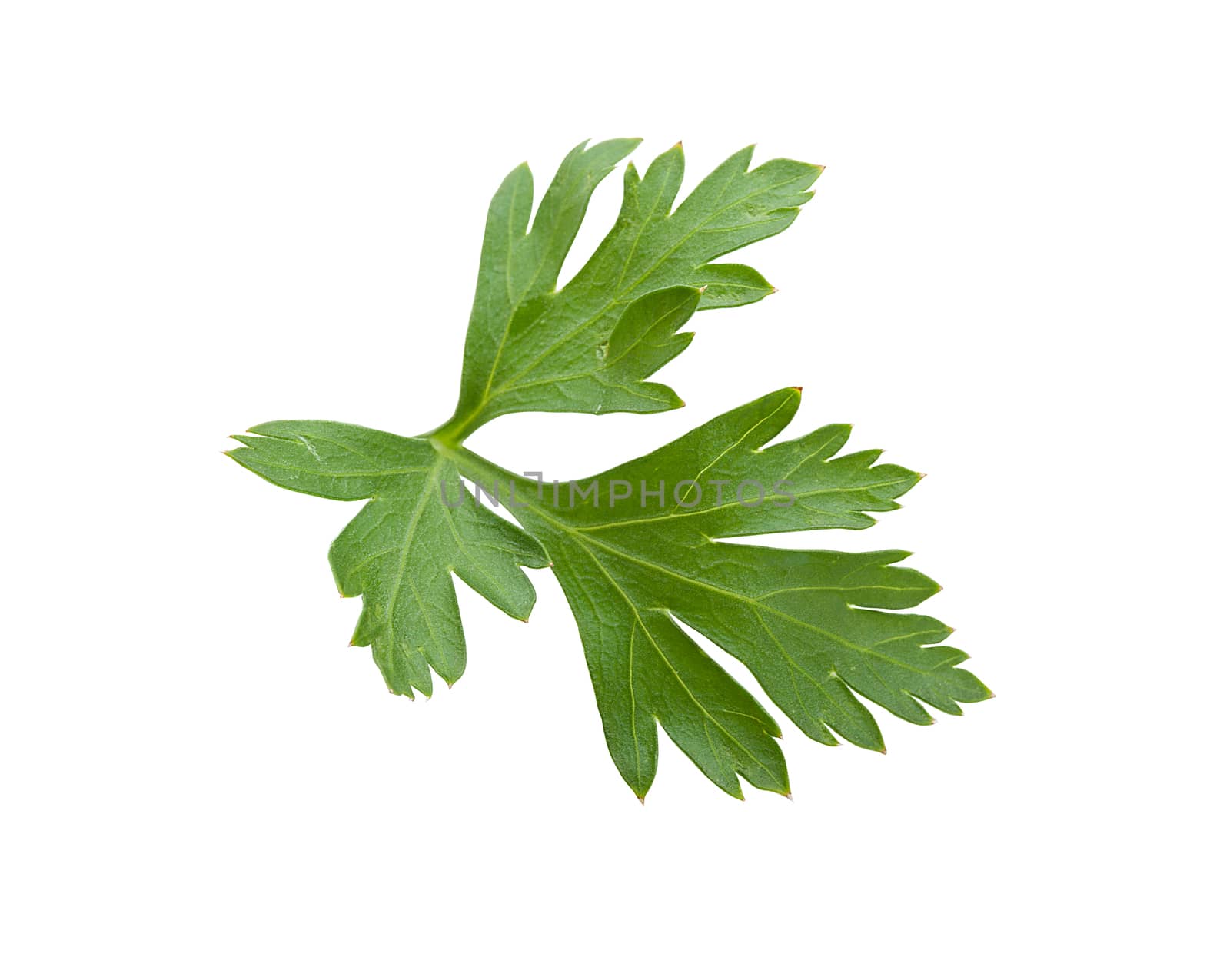 Green leaf of parsley by Angorius