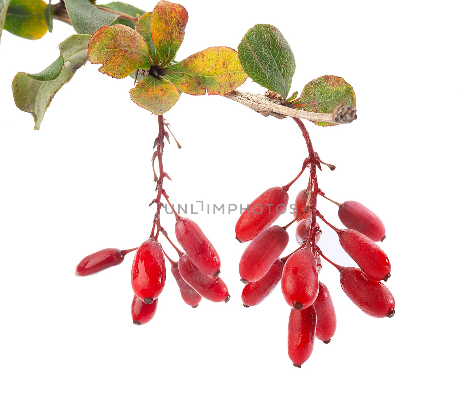 Isolated branch of barberry with berries and leaves