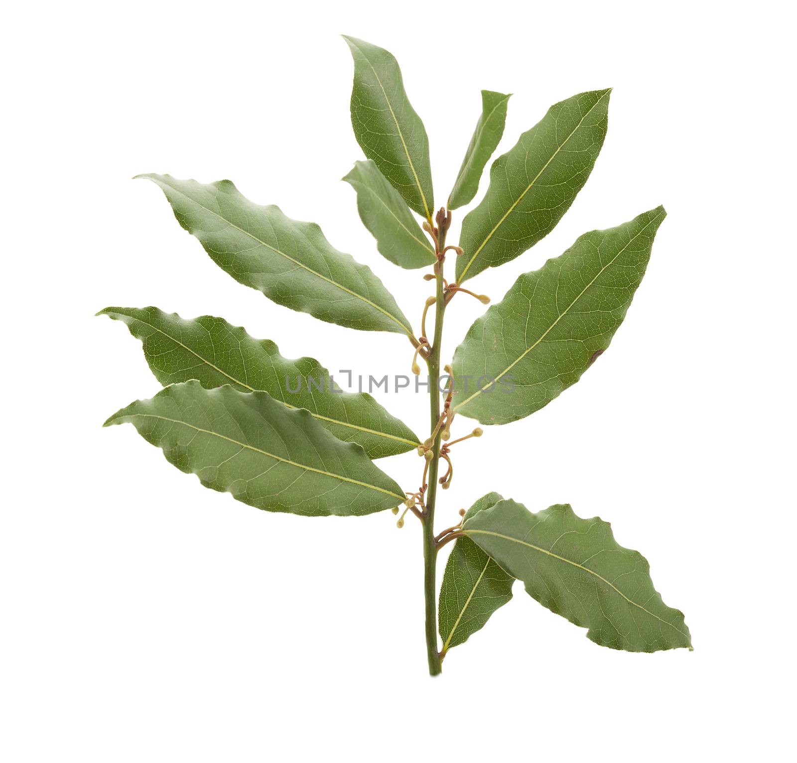 Isolated branch of green bay leaf on the white background