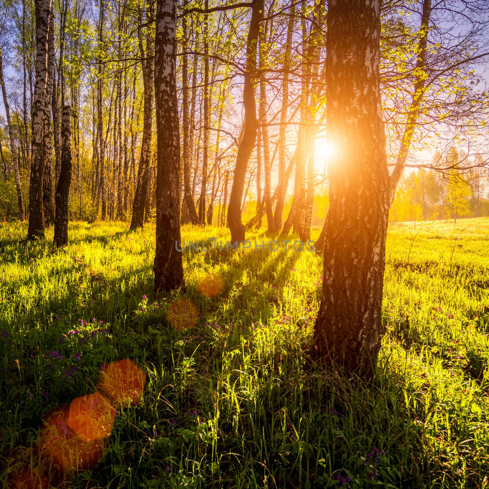 Sunrise or sunset in a spring birch forest with rays of sun shining through tree trunks by shadows and young green grass. Misty morning landscape.