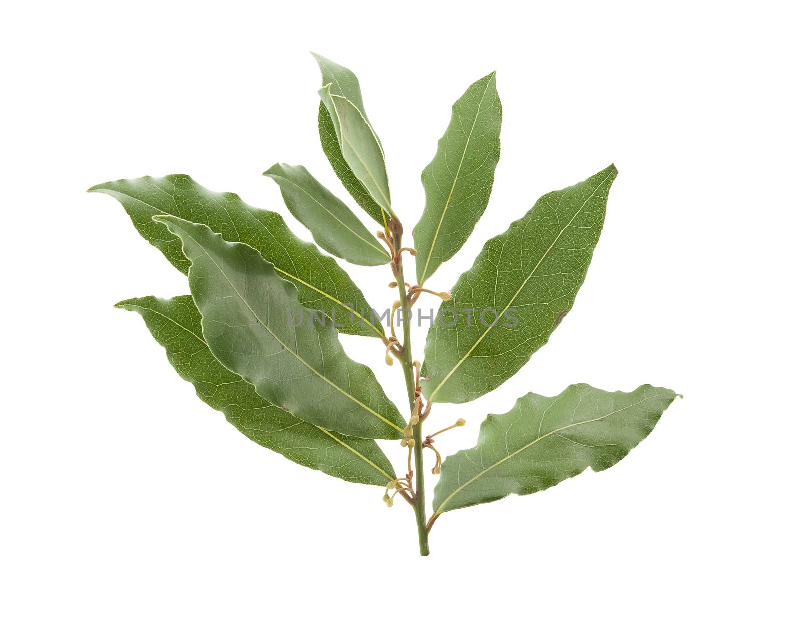 Branch of bay leaf by Angorius