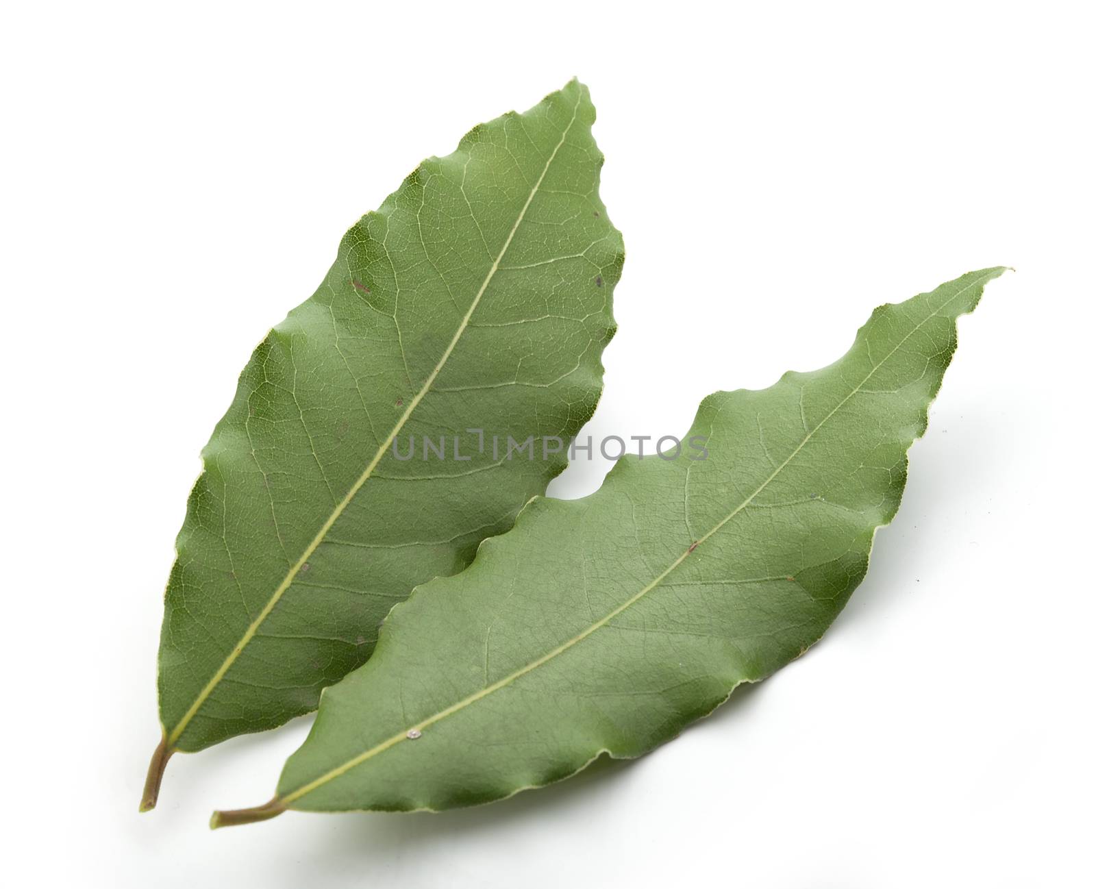 Two leaves of bay leaf by Angorius