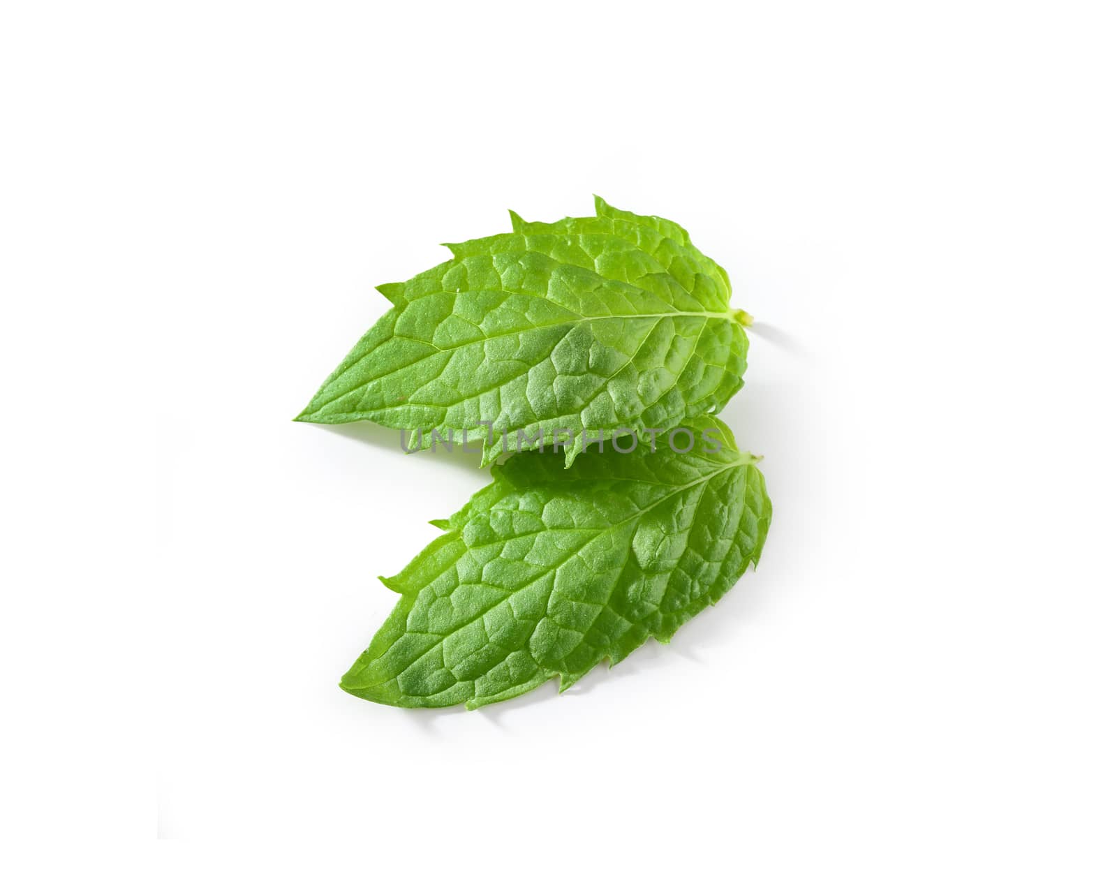 Fresh leaves of mint by Angorius