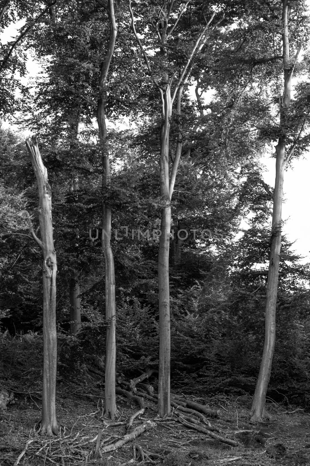 landscape monochrome trees silhouette mystic nature bw art 