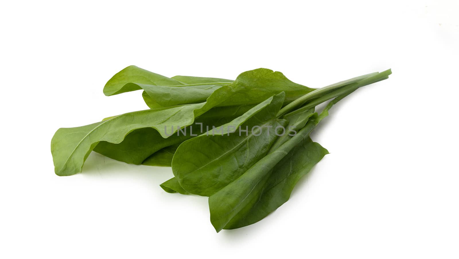 Isolated bunch of fresh green sorrel on the white